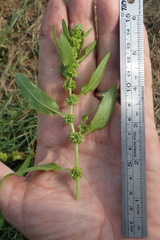 Rumex fueginus