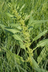 Rumex fueginus