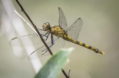 Orthetrum boumiera