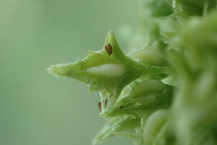 Rumex fueginus