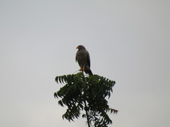 Rupornis magnirostris