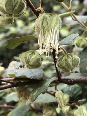 Chorilaena quercifolia
