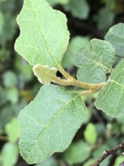 Chorilaena quercifolia