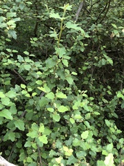 Chorilaena quercifolia