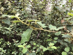 Chorilaena quercifolia