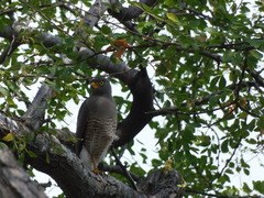 Rupornis magnirostris