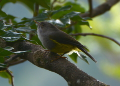 Eopsaltria flaviventris