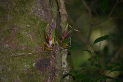 Freycinetia