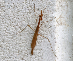 Bistanta mexicana