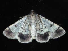 Cryphaea xylina