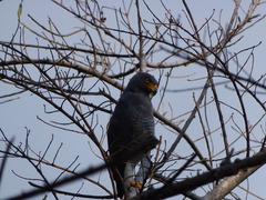 Rupornis magnirostris