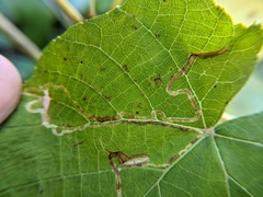 Phyllocnistis vitifoliella