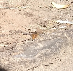 Lon melane vitellina