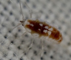 Conwentzia