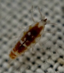 Conwentzia