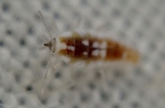 Conwentzia