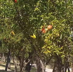 Phoebis philea philea