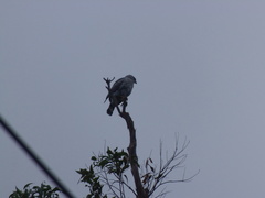 Buteo nitidus