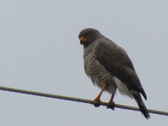 Rupornis magnirostris