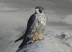 Falco peregrinus pealei