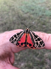 Apantesis parthenice