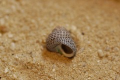 Chlorodiloma adelaidae