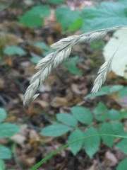 Dactylis glomerata lobata