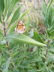Phyciodes graphica graphica
