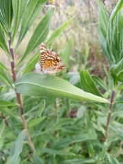 Phyciodes graphica graphica