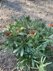 Magnoliopsida