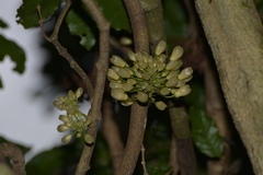 Oxera subverticillata