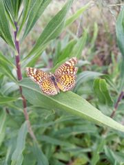 Phyciodes graphica graphica