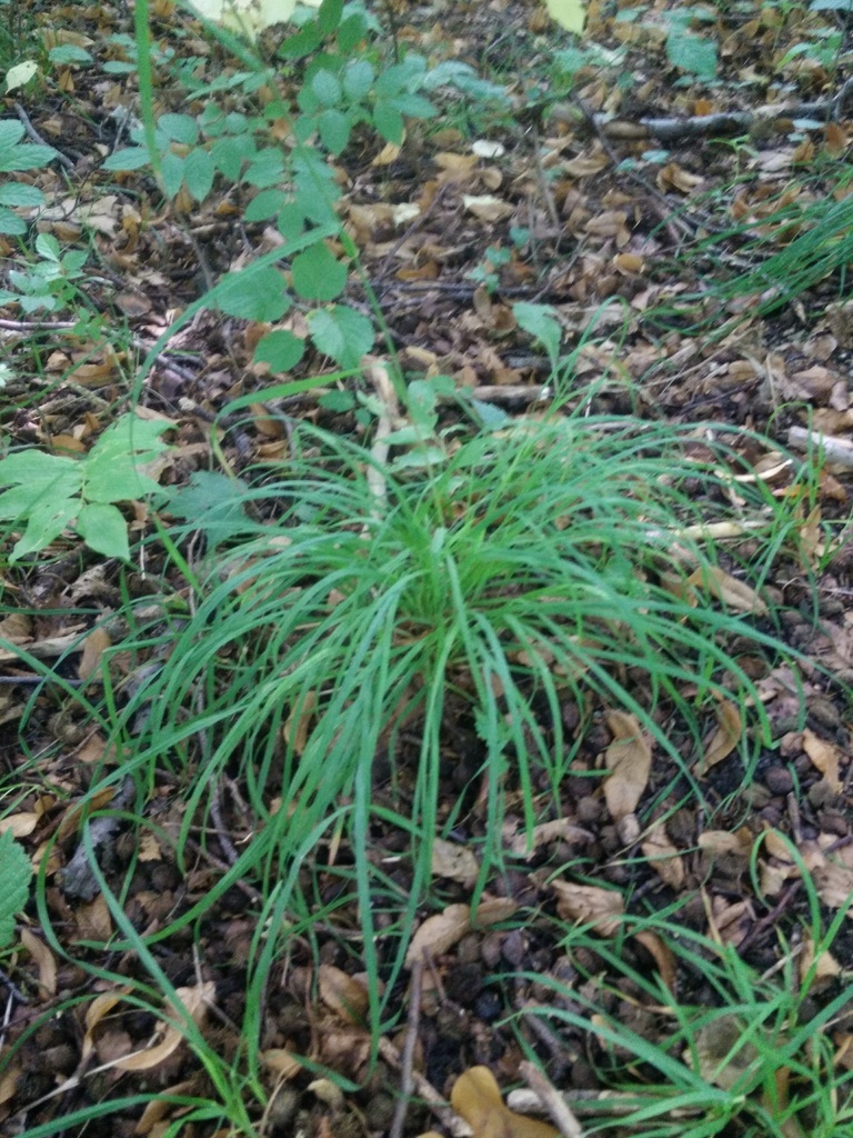 orchardgrass (Plants of Lone Mesa State Park) · iNaturalist