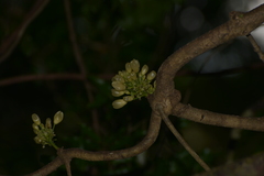 Oxera subverticillata