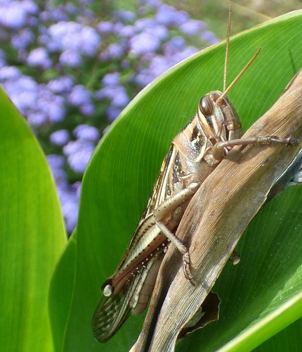 American bird grasshopper
