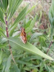 Phyciodes graphica graphica