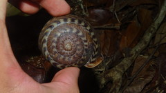 Solaropsis undata