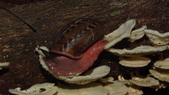 Solaropsis undata