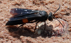 Stizoides renicinctus