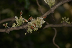 Oxera subverticillata