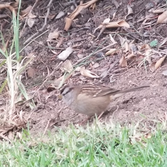 Zonotrichia leucophrys