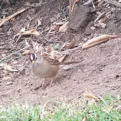 Zonotrichia leucophrys