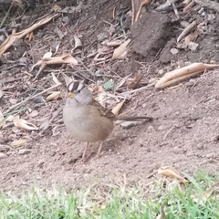 Zonotrichia leucophrys