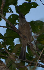Philemon diemenensis