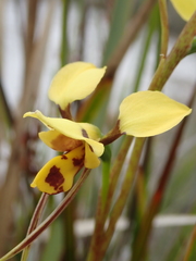 Diuris sulphurea