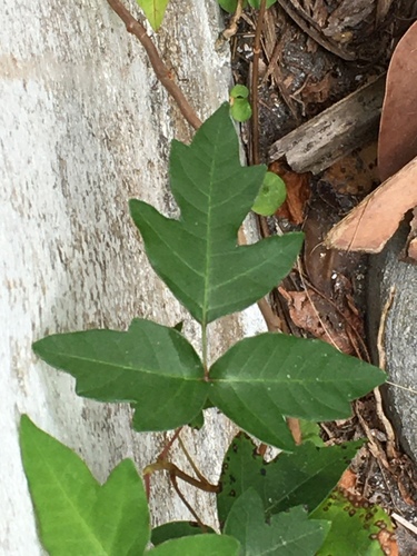 Toxicodendron pubescens image