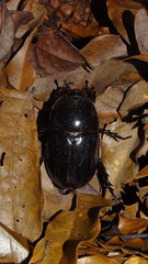 Megaceras