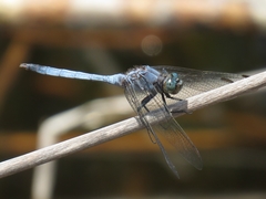 Orthetrum boumiera