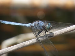 Orthetrum boumiera
