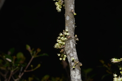 Lepidocupania glomeriflora